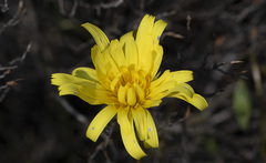 Microseris