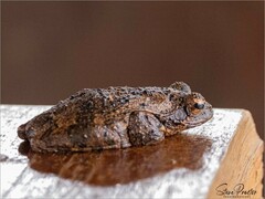 Chiromantis xerampelina