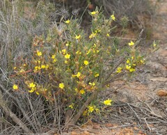 Hibbertia subvaginata