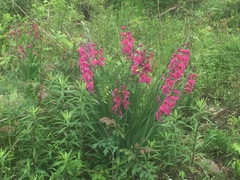 Gladiolus communis byzantinus