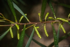 Acacia orites