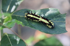 Papilio clytia