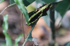 Papilio clytia
