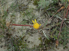 Taraxacum serotinum