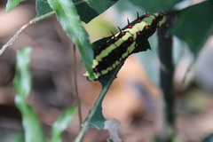 Papilio clytia