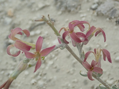 Matthiola fragrans