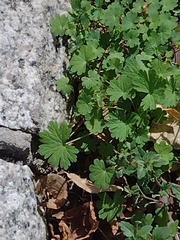 Geranium molle