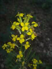 Erysimum