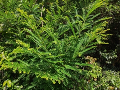 Phyllanthus emblica
