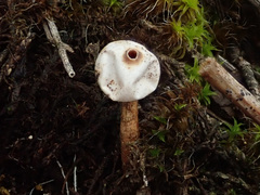 Tulostoma