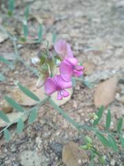 Lathyrus