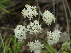 Pimpinella tragium