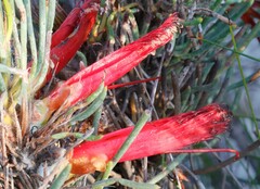 Melaleuca torulosa