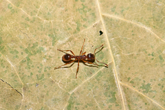 Myrmica ruginodis