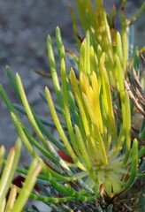 Melaleuca torulosa