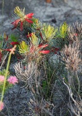 Melaleuca torulosa