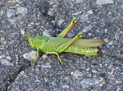 Schistocerca shoshone