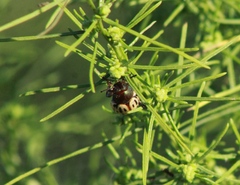 Leptinotarsa lineolata