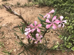 Pachypodium succulentum