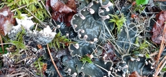 Peltigera praetextata