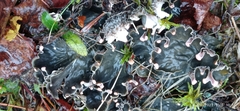 Peltigera praetextata