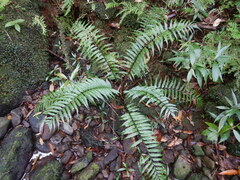 Asplenium daucifolium lineatum