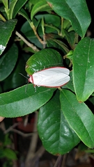 Aloa lactinea