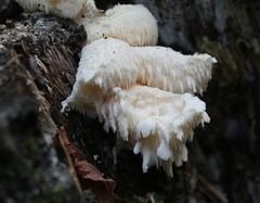 Hericium cirrhatum