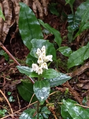 Goodyera henryi