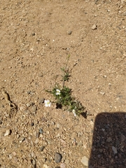 Oenothera albicaulis