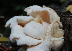 Hericium cirrhatum