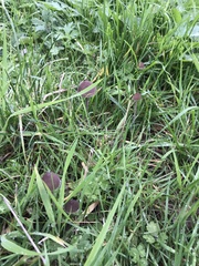 Panaeolus acuminatus