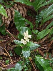 Goodyera henryi