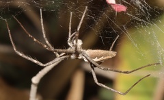 Euprosthenops