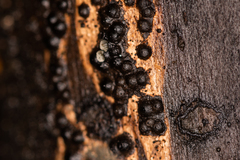 Rosellinia corticium