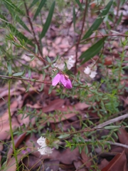 Tetratheca thymifolia