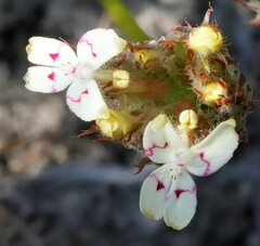 Stylidium crossocephalum