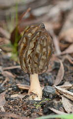 Morchella australiana