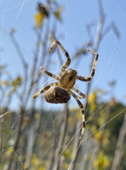 Araneus diadematus