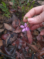 Tetratheca thymifolia