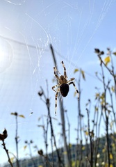 Araneus diadematus