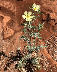 Argemone ochroleuca