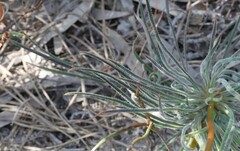 Stylidium crossocephalum