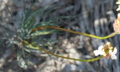 Stylidium crossocephalum