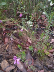Tetratheca thymifolia