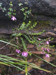 Tetratheca thymifolia