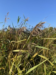 Phragmites australis
