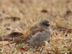 Passer diffusus stygiceps