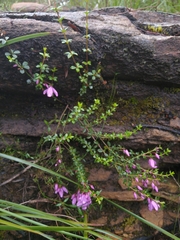 Tetratheca thymifolia