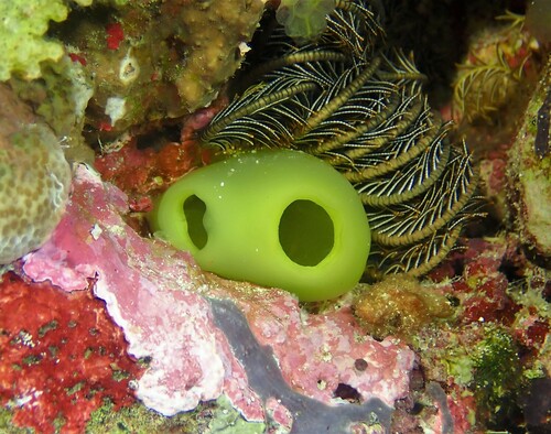 Photo of Blue bell tunicate (Rhopalaea crassa)